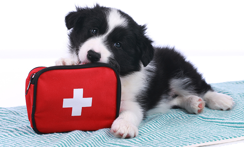 List of Items for Household Pet First Aid Kits