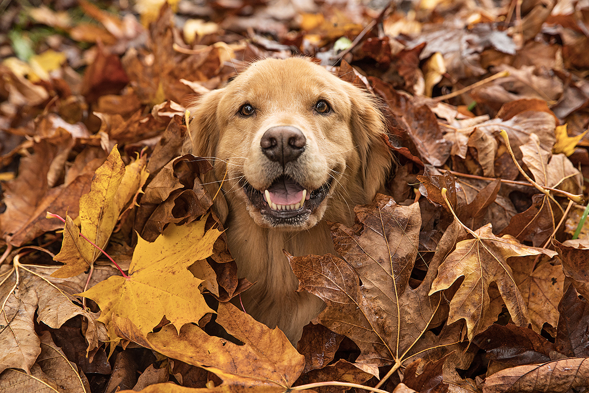 thanksgiving-safety-tips-for-dogs