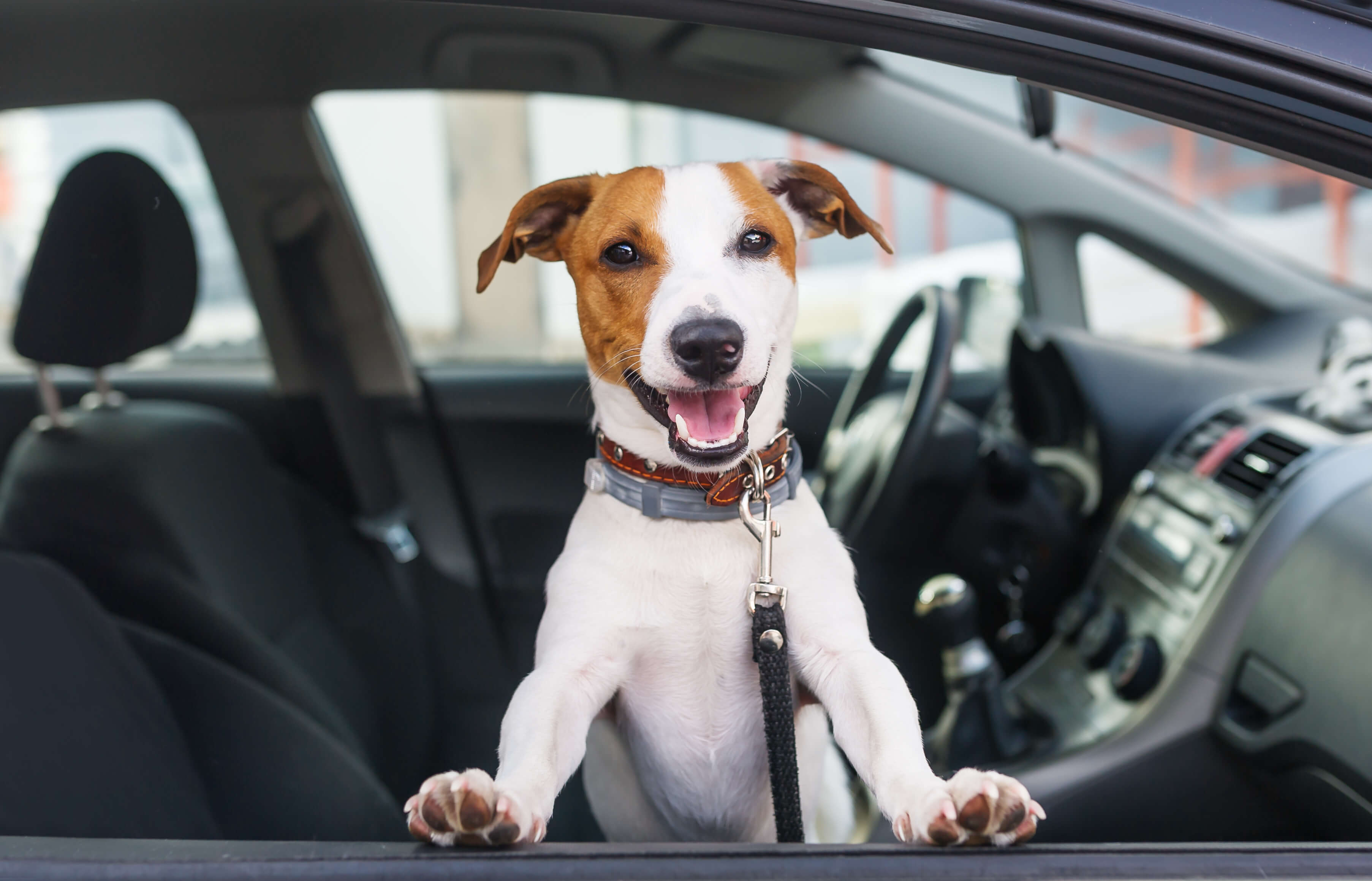 Why You Should Never Leave Your Dog in a Parked Car