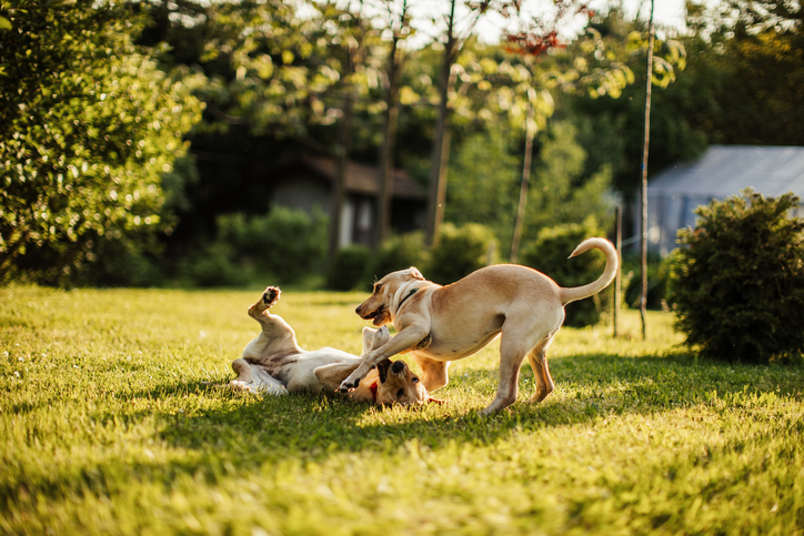 Dogs rough playing outside.