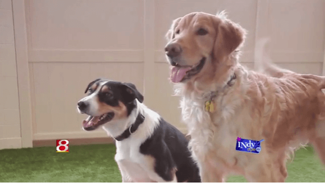 2 Dogs in Play Area 2 Dogs in Play Area