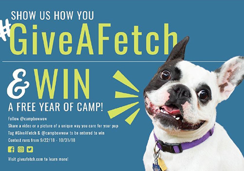 Give a Fetch and Win a Free Year of Camp Give a Fetch and Win a Free Year of Camp