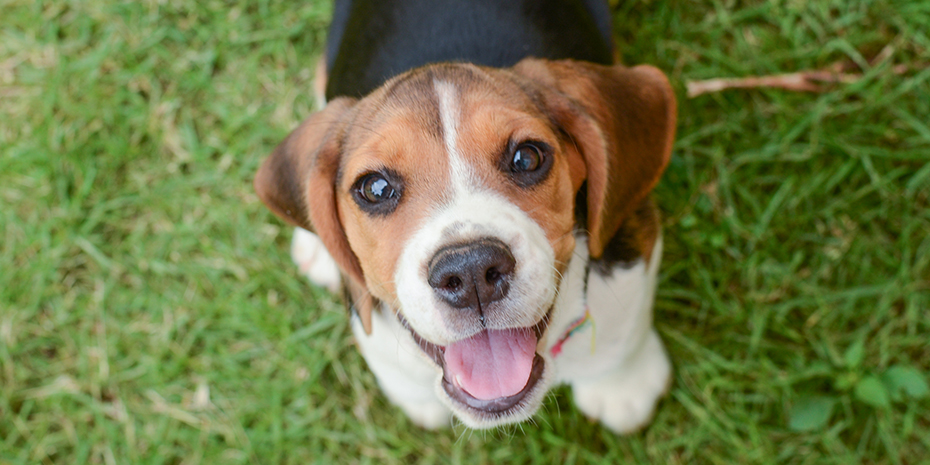 Puppy Training Tips for Emotional Health