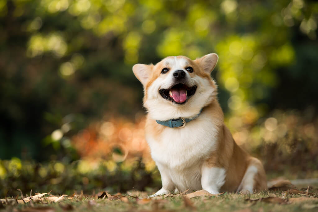 Corgi running through grass Corgi running through grass