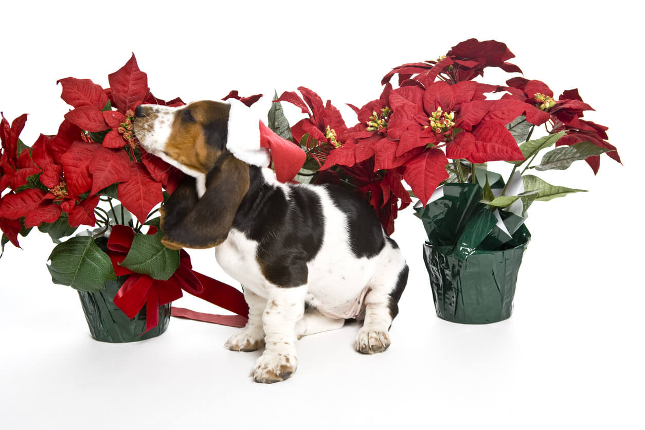 can dogs eat poinsettias