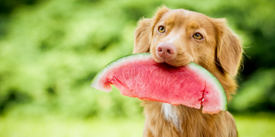 Watermelon Pupsicle + Game