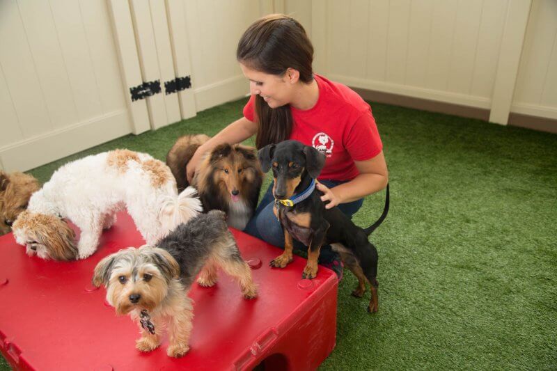 Camp Bow Wow Trainer with dogs Camp Bow Wow Trainer with dogs