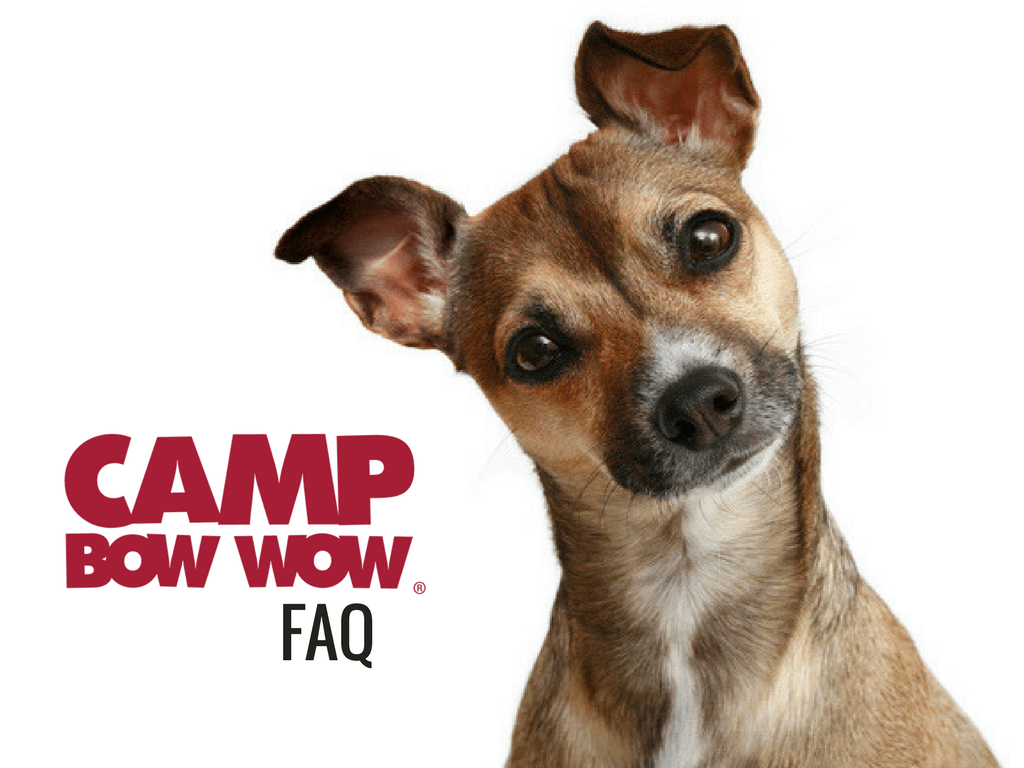 download camp bow wow live cam