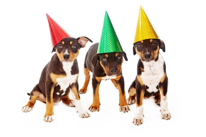 Puppies with birthday hats Puppies with birthday hats