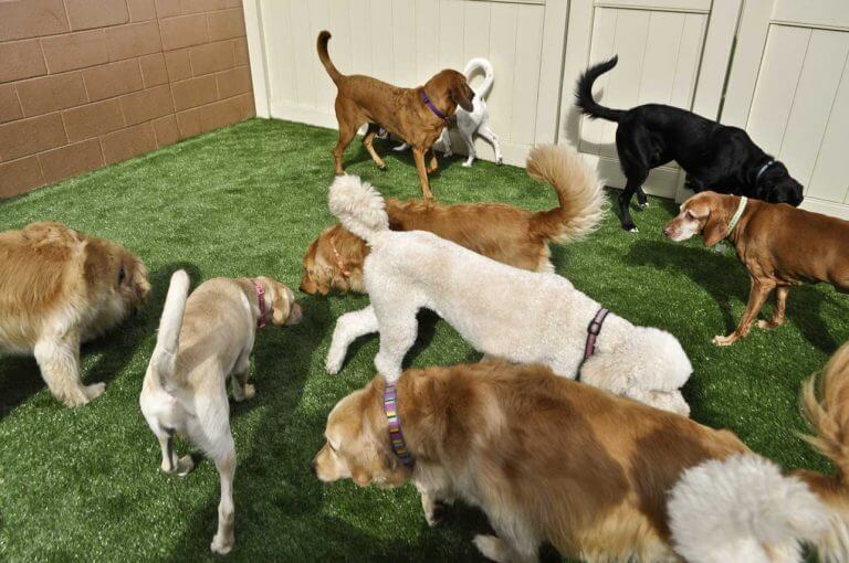 dogs playing at doggy daycare dogs playing at doggy daycare