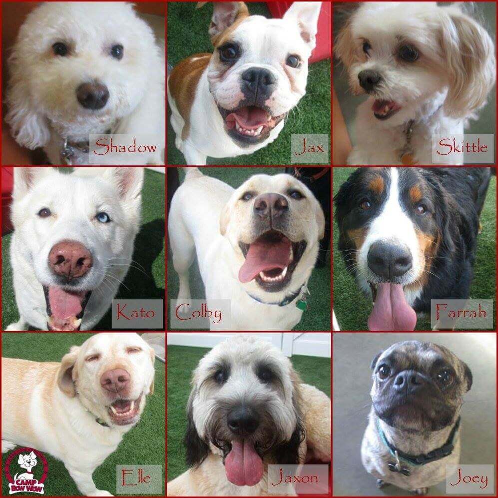 Group of dogs Group of dogs