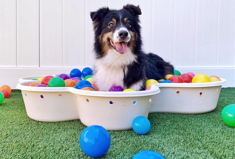 Canine Enrichment Solves Doggie Daycare Not For All Dogs - Pet Camp