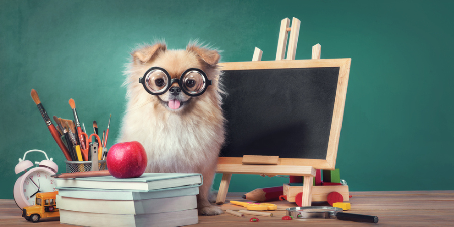 back-to-school-activities-for-your-dog