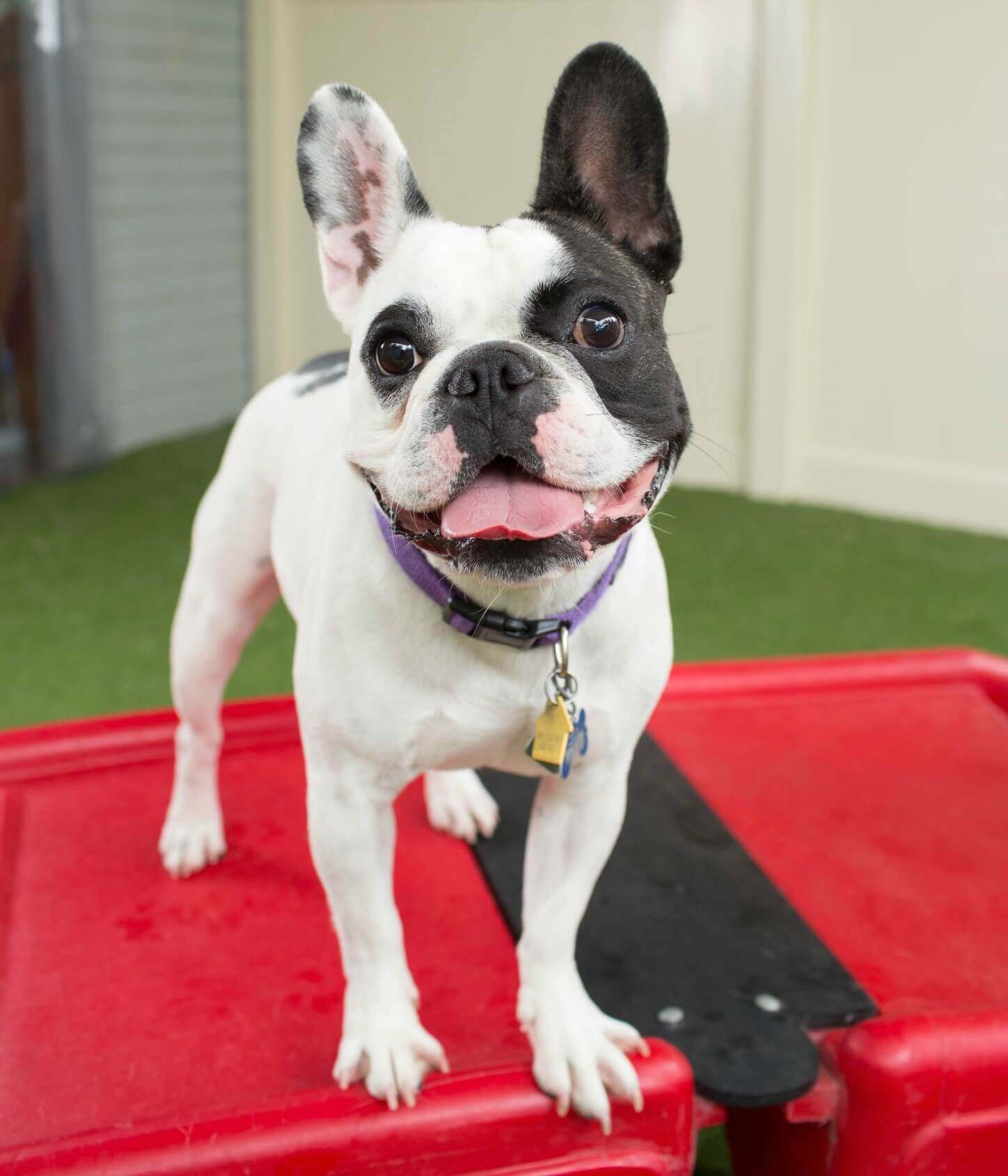 Smiling dog Smiling dog