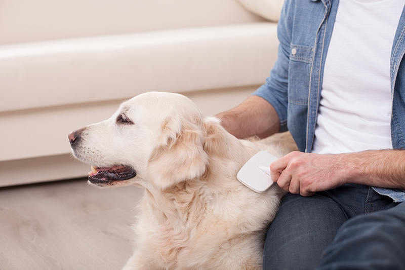 Diy dog shedding outlet brush