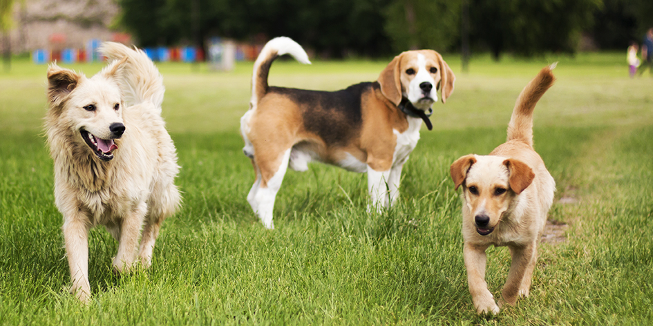 Dog Park Etiquette and Tips