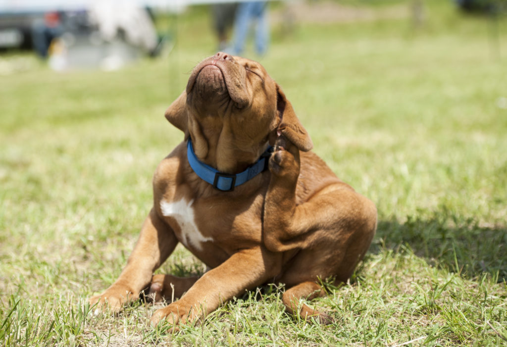 3 Reasons Why Your Dog is Scratching Himself