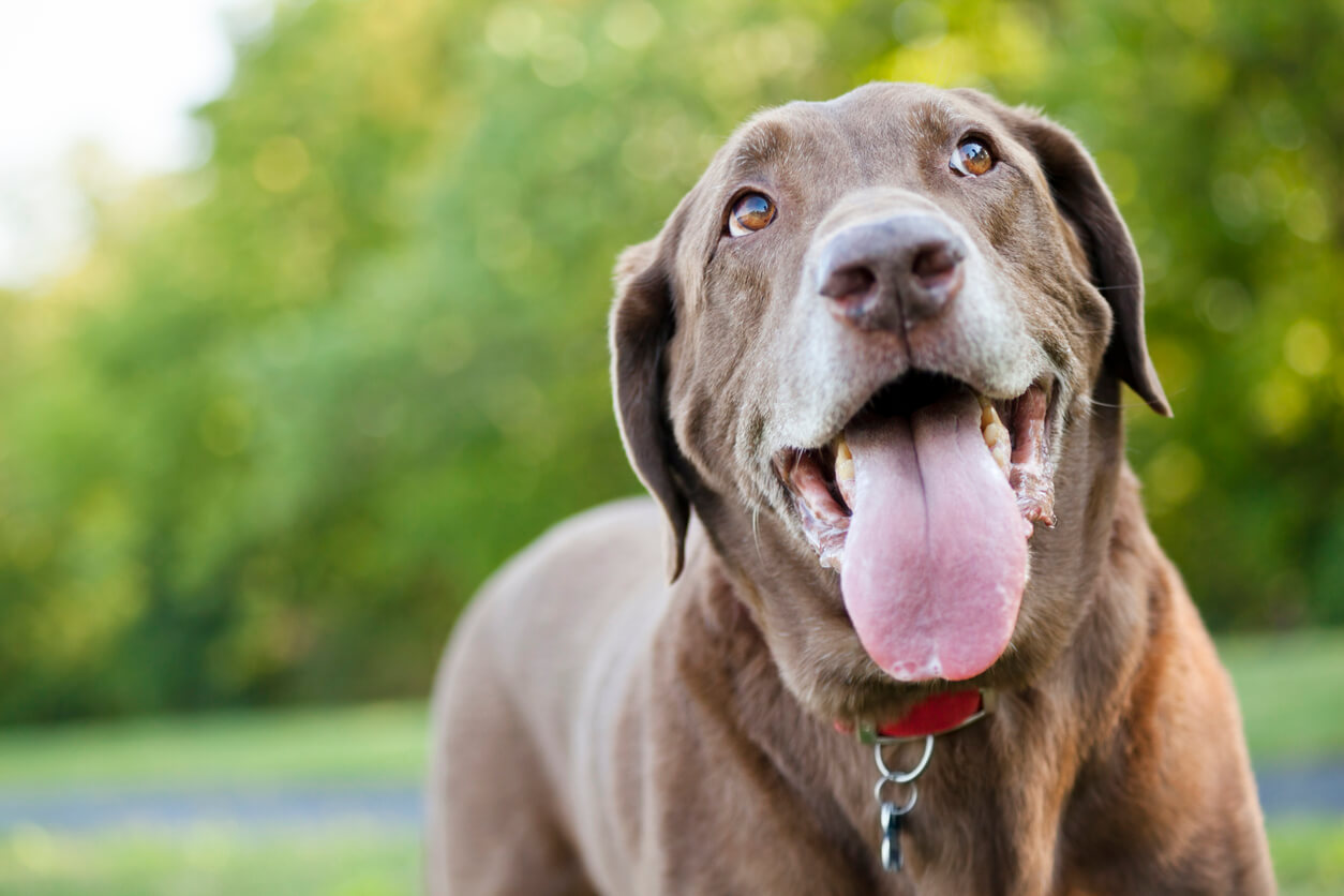 panting-reasons-why-your-dog-is-breathing-heavily