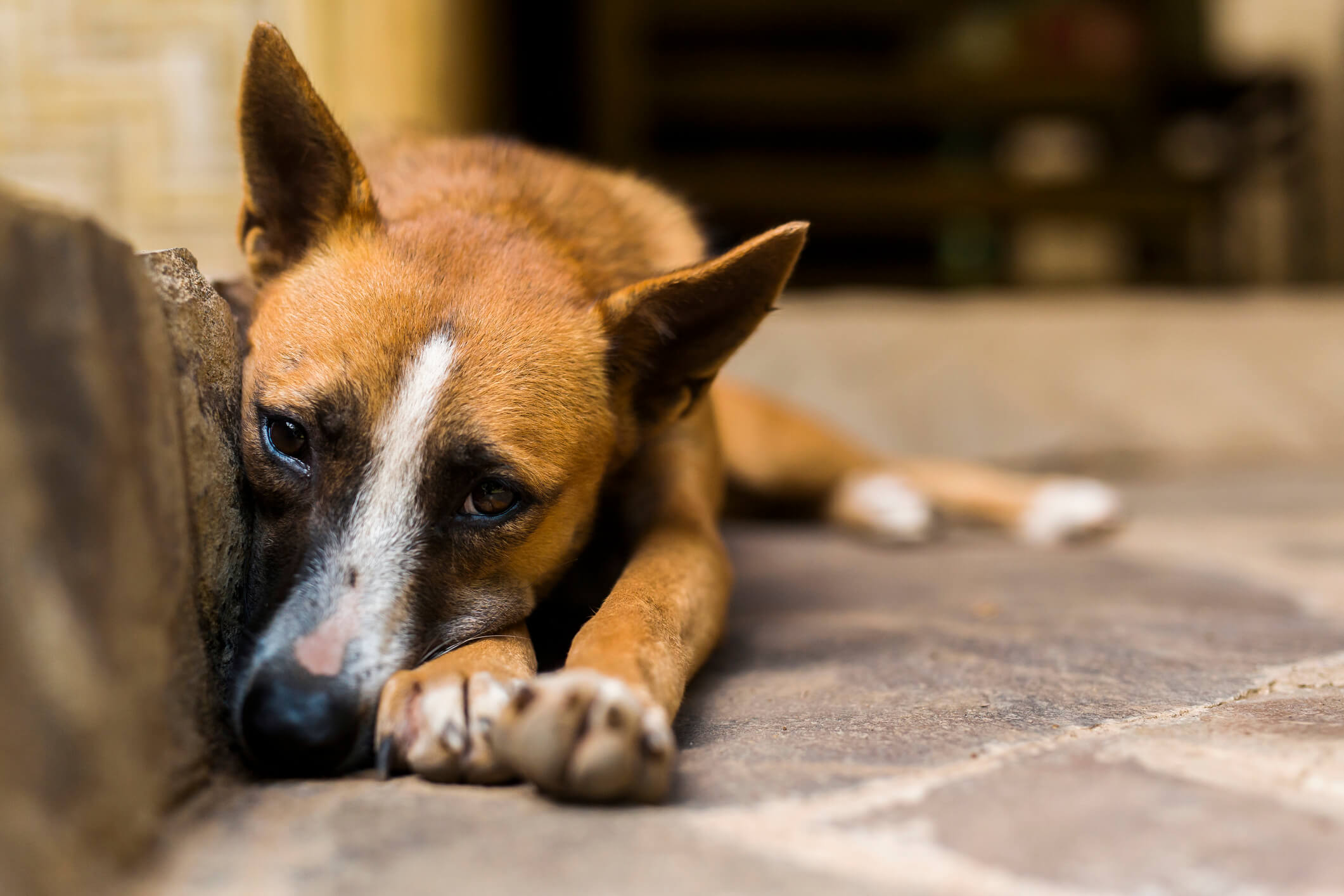 Are Pet Parents Returning Dogs to Shelters?