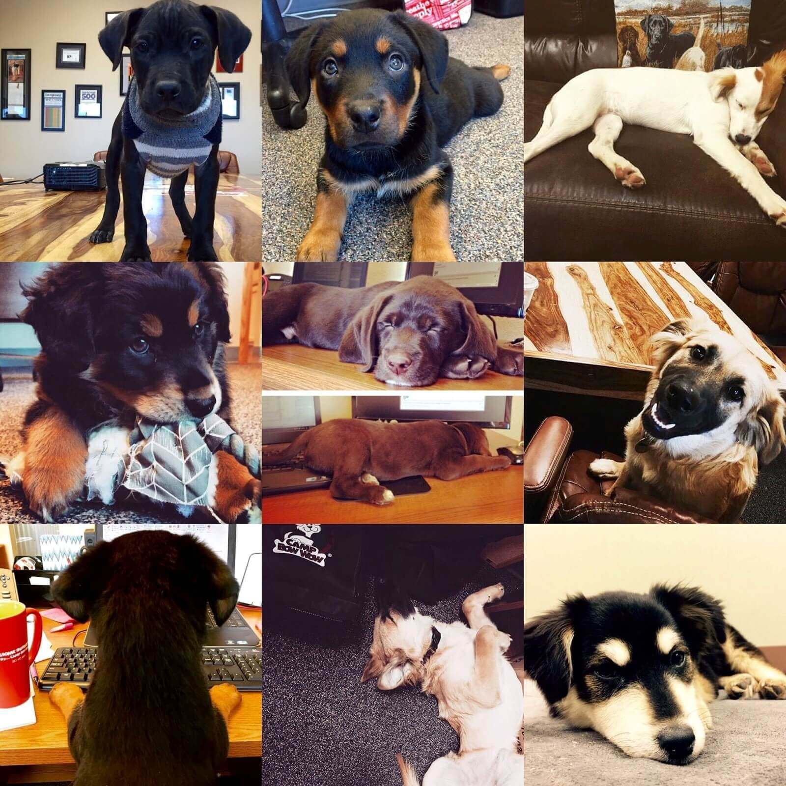 Puppies in collage Puppies in collage