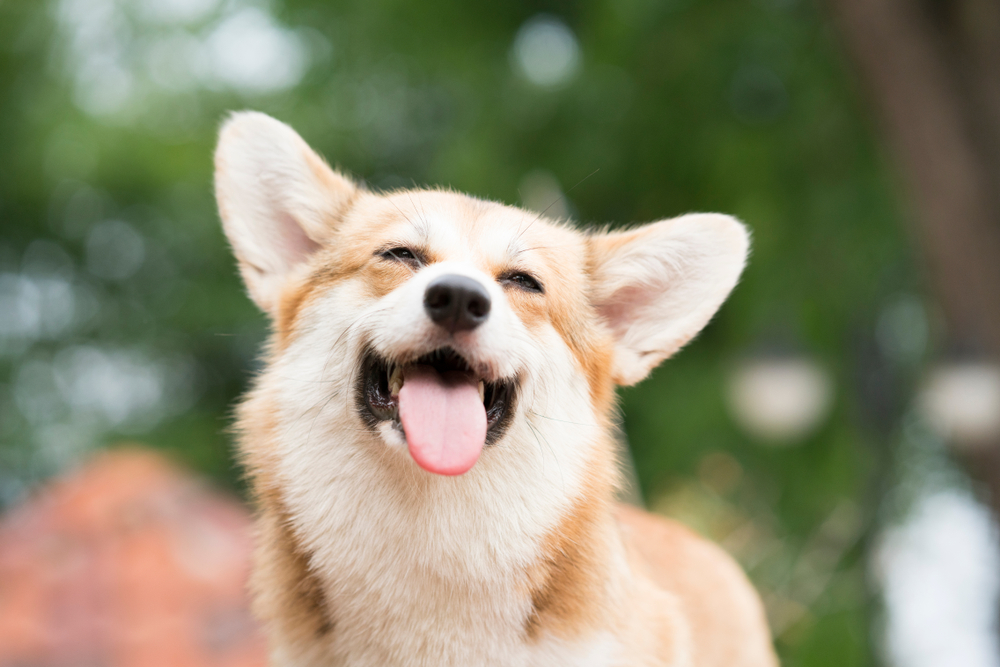 5 Facts About Your Dog's Mouth