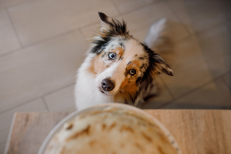 Homemade Dog Dumpling Treat Recipe