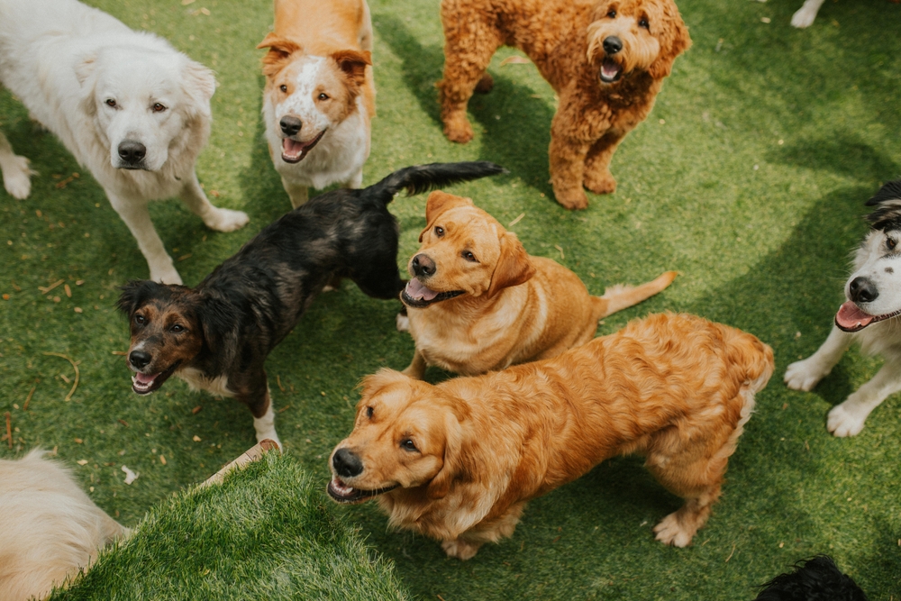 what-to-consider-when-choosing-a-dog-day-care