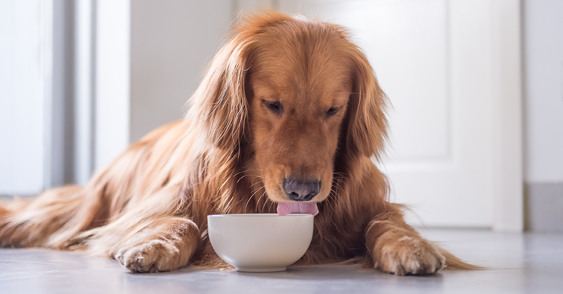 is chicken noodle soup good for dogs