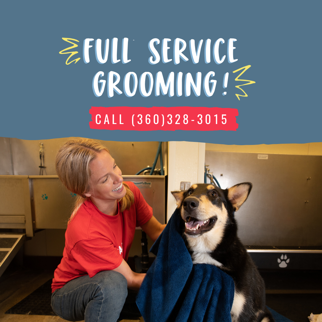 download bow wow pet grooming