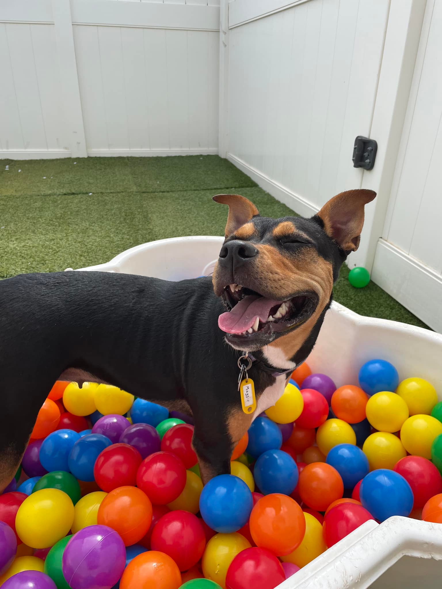 Dog at Camp Bow Wow ball pit sniff and seek enrichment