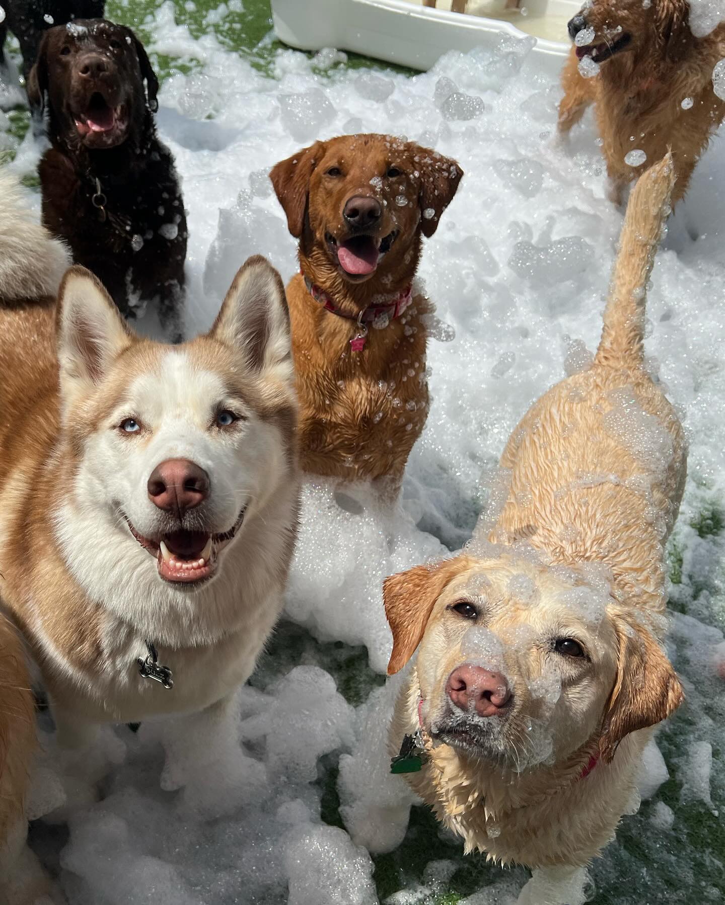 dog playing in bubbles