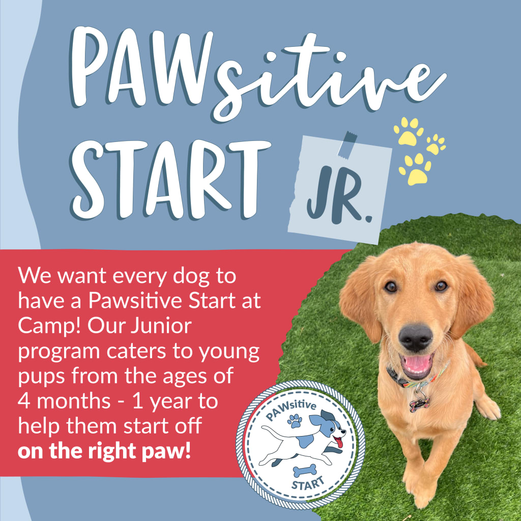 Providing Pawsitive Starts Introducing Pawsitive Start Jr. at Camp Bow Wow