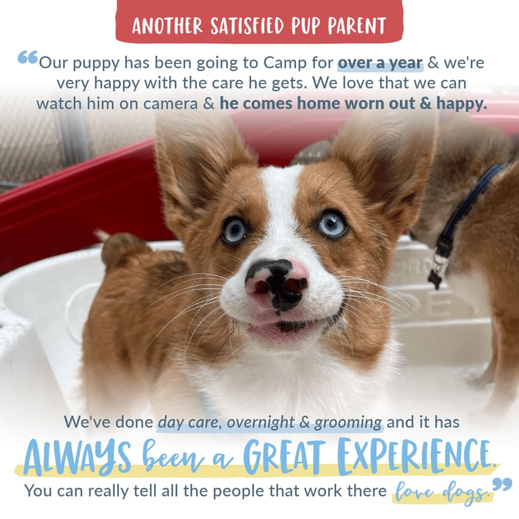 Corgi Testimonial